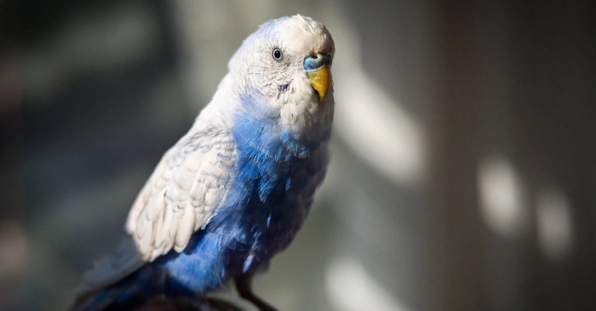 明るい室内で穏やかに過ごすセキセイインコ