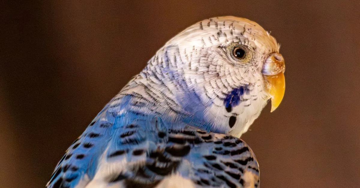 換羽期に新しい筆毛が生えているセキセイインコ