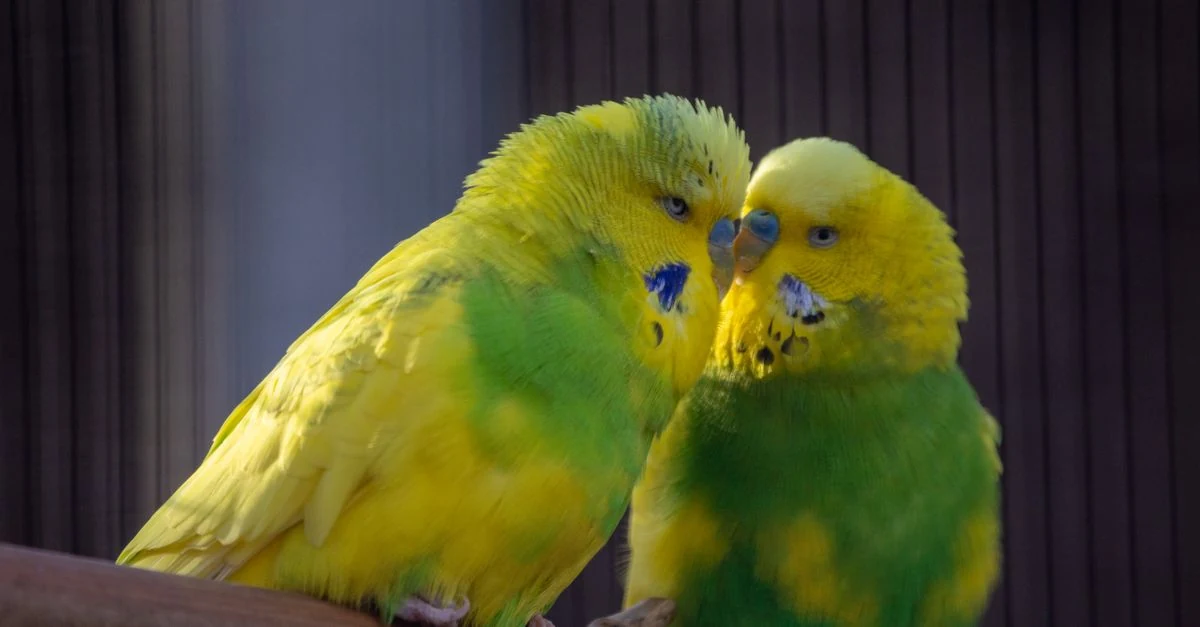 止まり木にいるセキセイインコと飼育用品を確認する様子