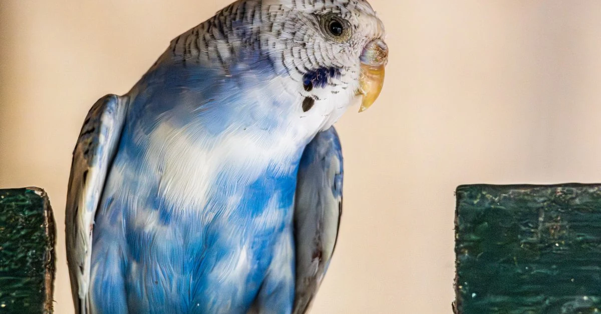 止まり木にいるセキセイインコの呼吸と表情を見守る飼い主