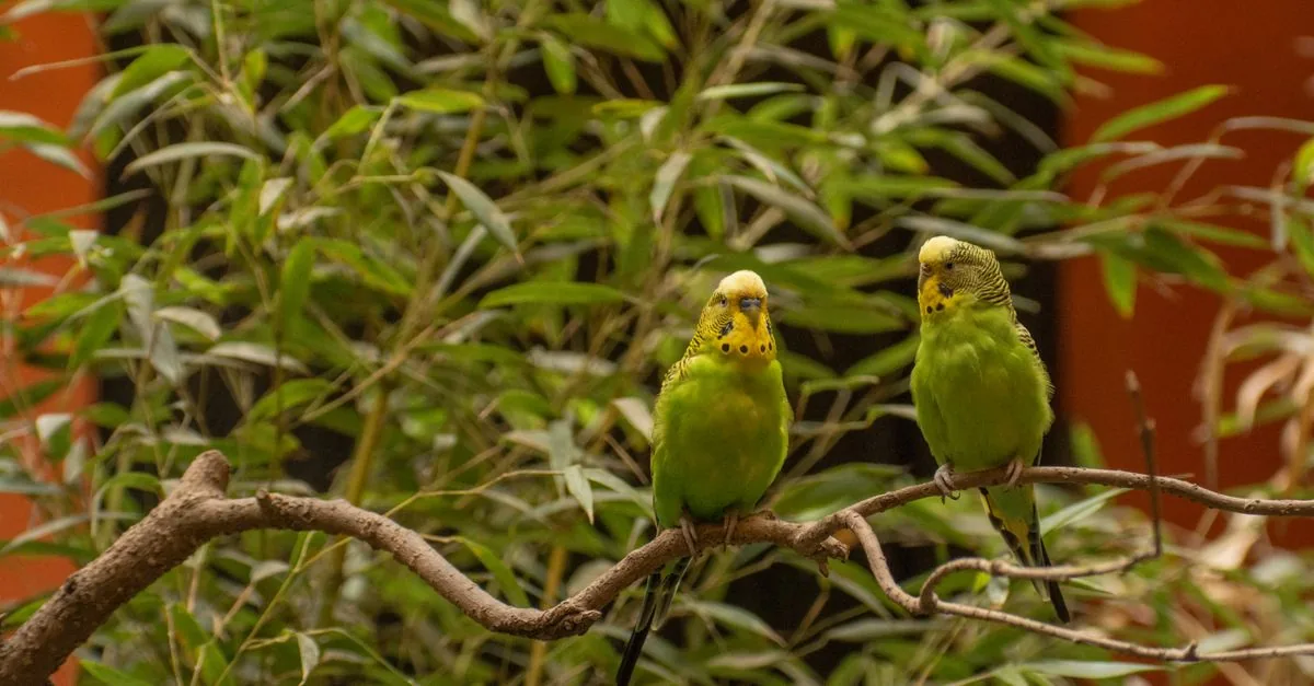静かな部屋のケージで就寝前に止まり木へとまるセキセイインコ