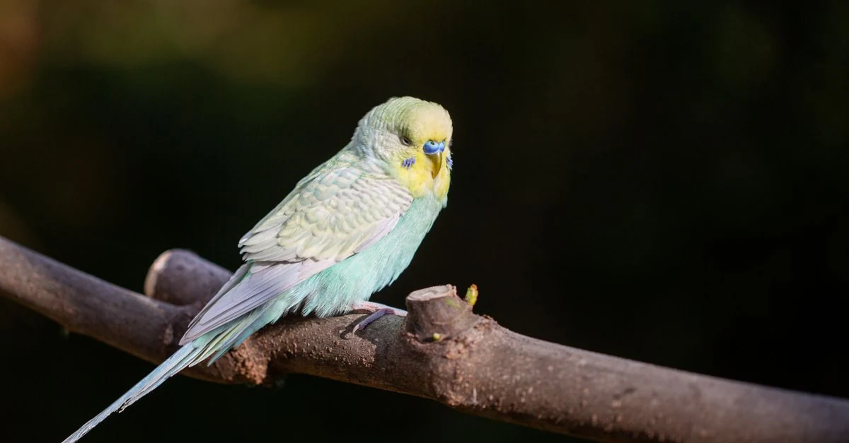 セキセイインコの急変時に鳥を診られる動物病院へ相談する飼い主