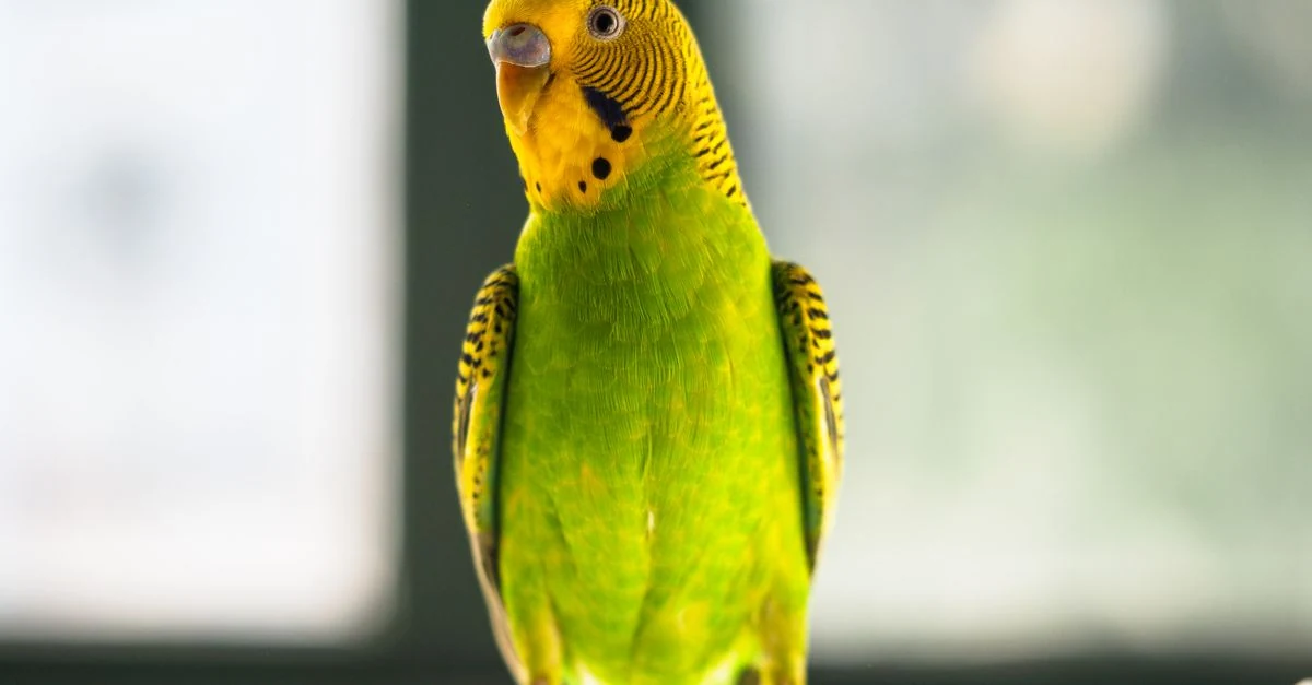飼い主の言葉に耳を傾けるセキセイインコのおしゃべり練習