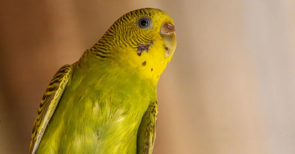 飼い主の指へ自分から近づくセキセイインコ