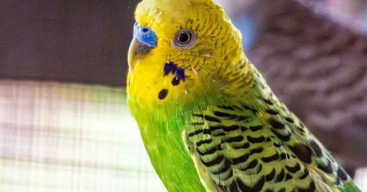 止まり木に並ぶセキセイインコとオカメインコ