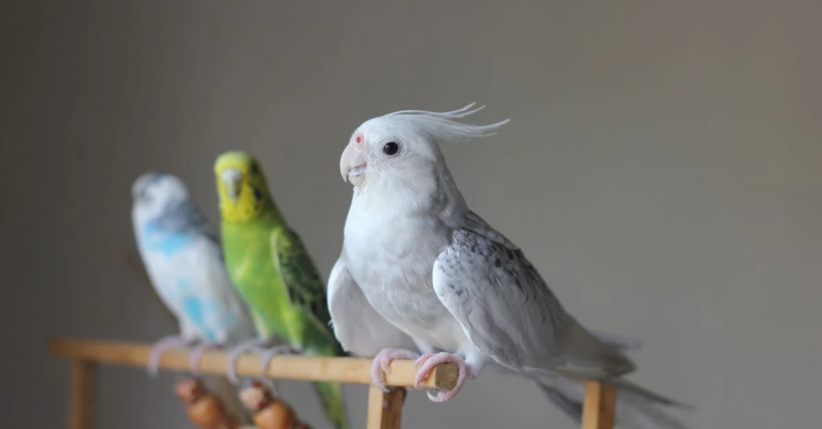 リビングの壁際に置かれたインコのケージと周囲の窓・エアコン・キッチンの位置
