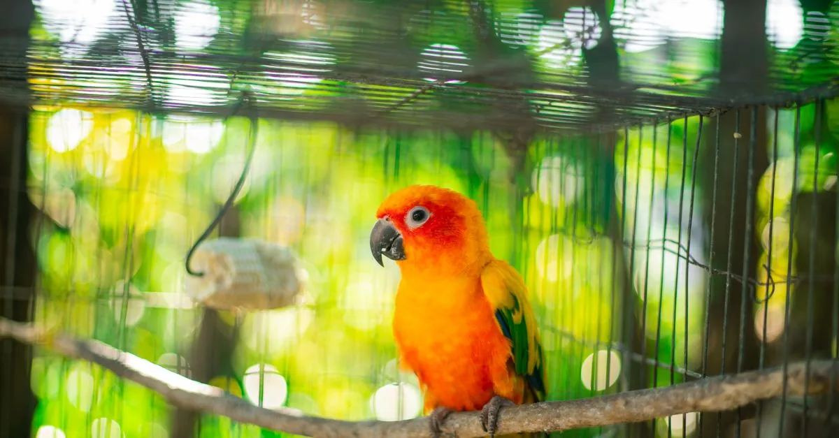 インコのケージ外側に設置したデジタル温湿度計