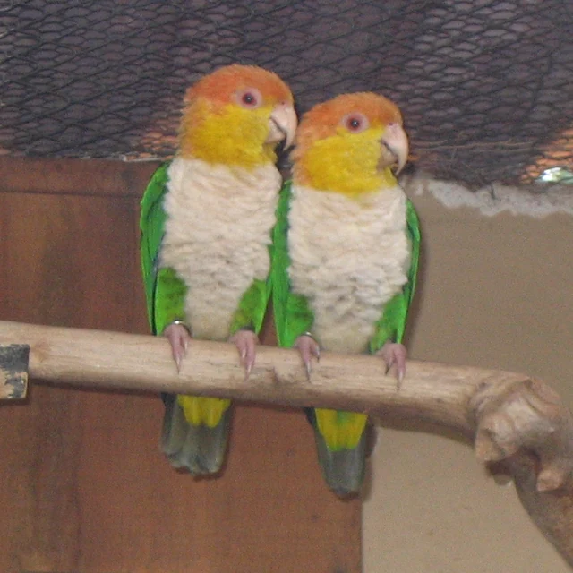 木製の止まり木で遊ぶシロハラインコ