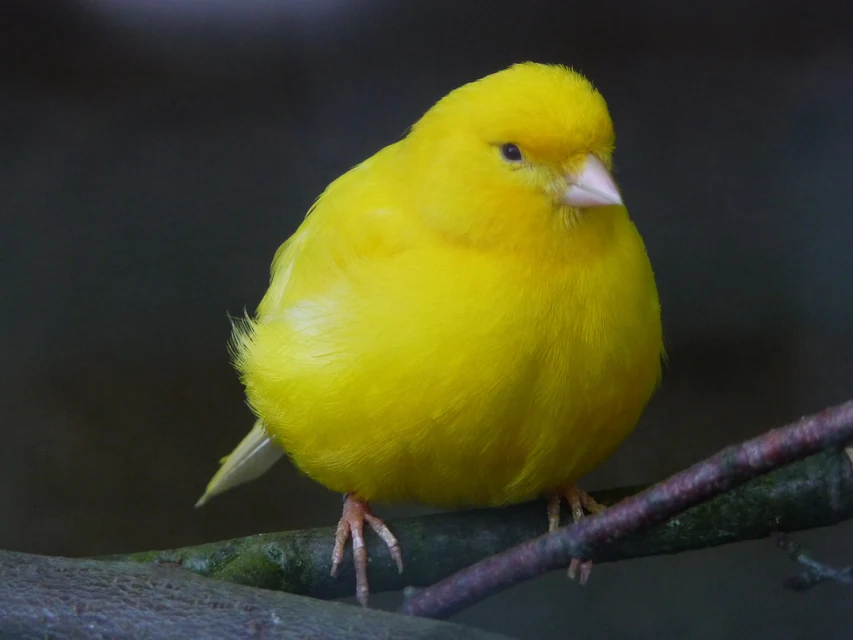 明るい室内の横長ケージで止まり木にとまる黄色いカナリア