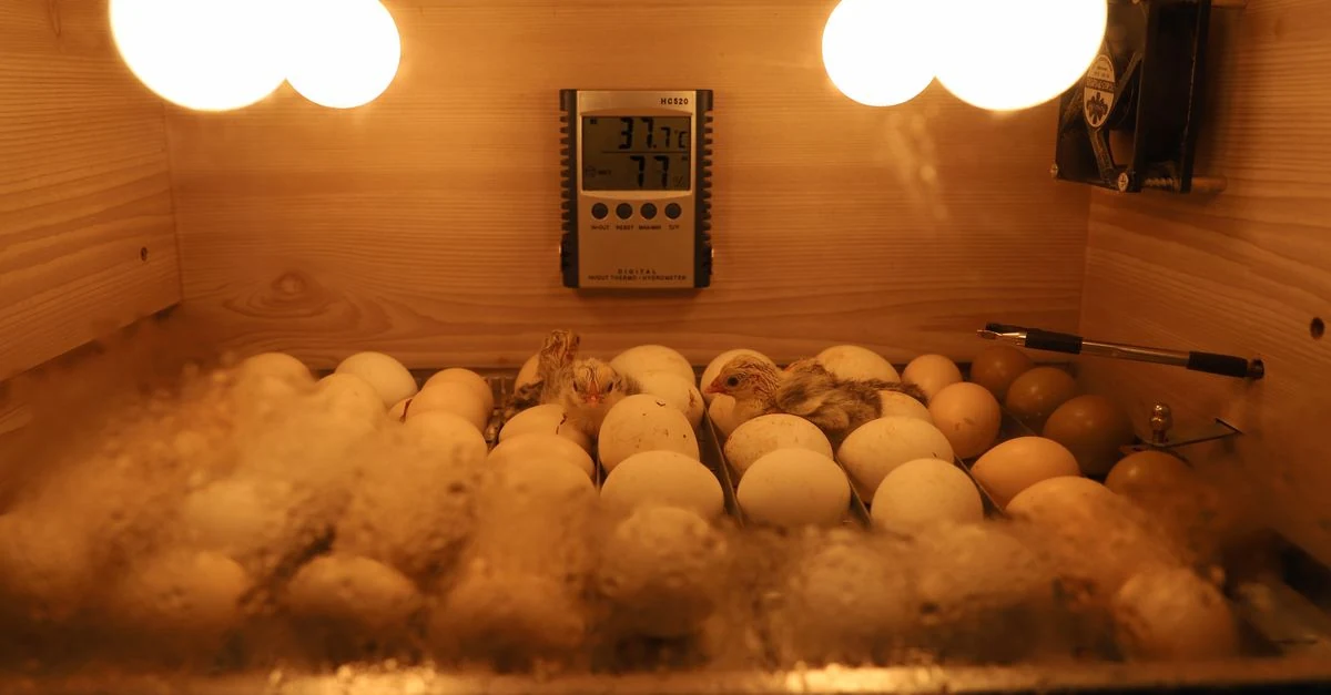 温湿度計を置いた育雛ケースで保温されるインコのヒナ