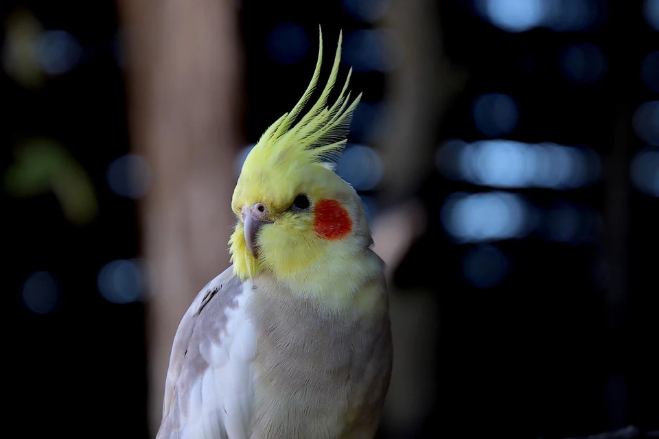 明るく安全な室内ケージで穏やかに過ごすオカメインコ