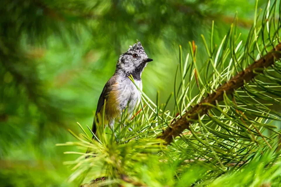 冠羽を立てて周囲を見つめるオカメインコの表情