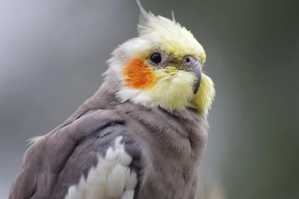 ケージ周辺の光や巣になる場所を見直すオカメインコの飼い主