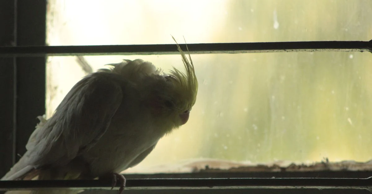 夜のケージで落ち着きを取り戻したオカメインコを見守る様子