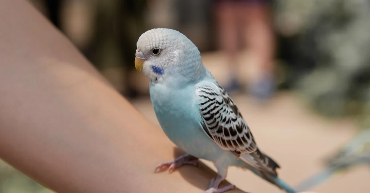 朝の明るい部屋でインコの餌と水を交換する飼い主