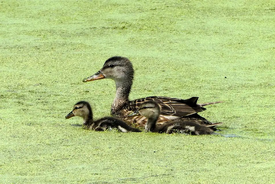朝のケージ前でインコの水・餌・体重を確認する1日のお世話風景