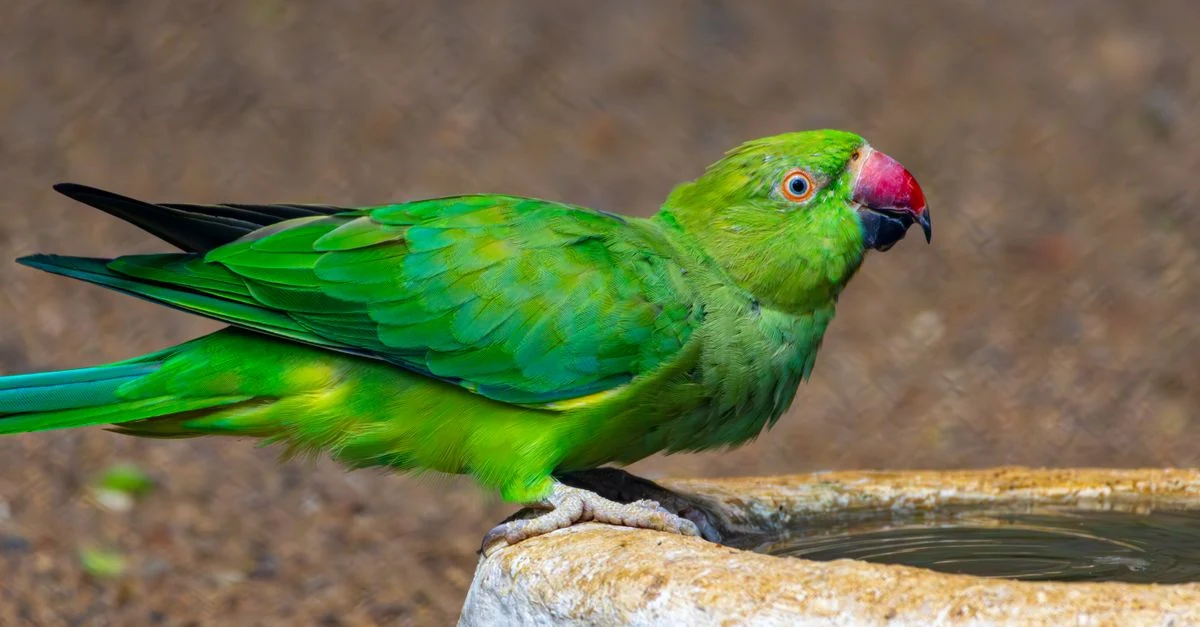 清潔な水入れのそばにいるセキセイインコ