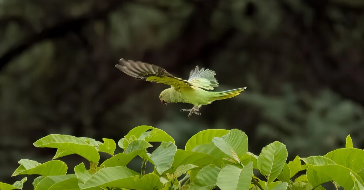 安全を確認した室内でケージの外を飛ぶセキセイインコ