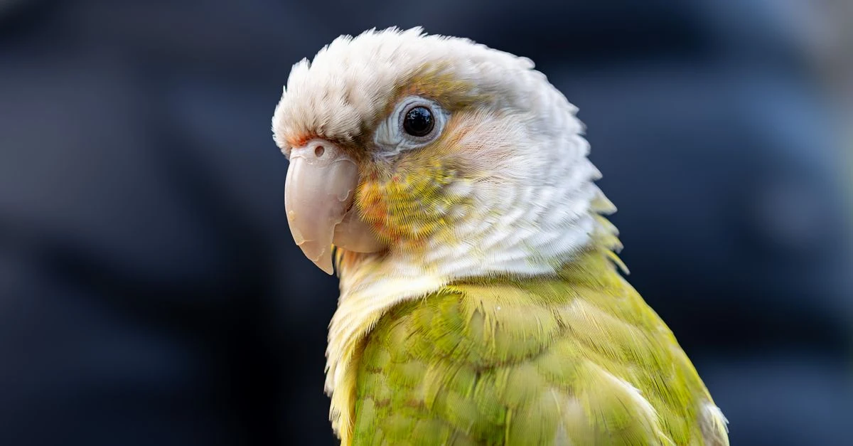 飼い主の指へ自分から近づいて手乗り練習をするインコ
