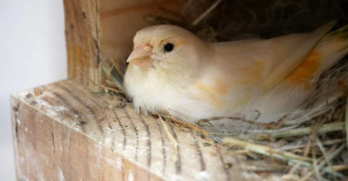 木製の巣箱をケージ外側へ安定して取り付けたセキセイインコの繁殖環境