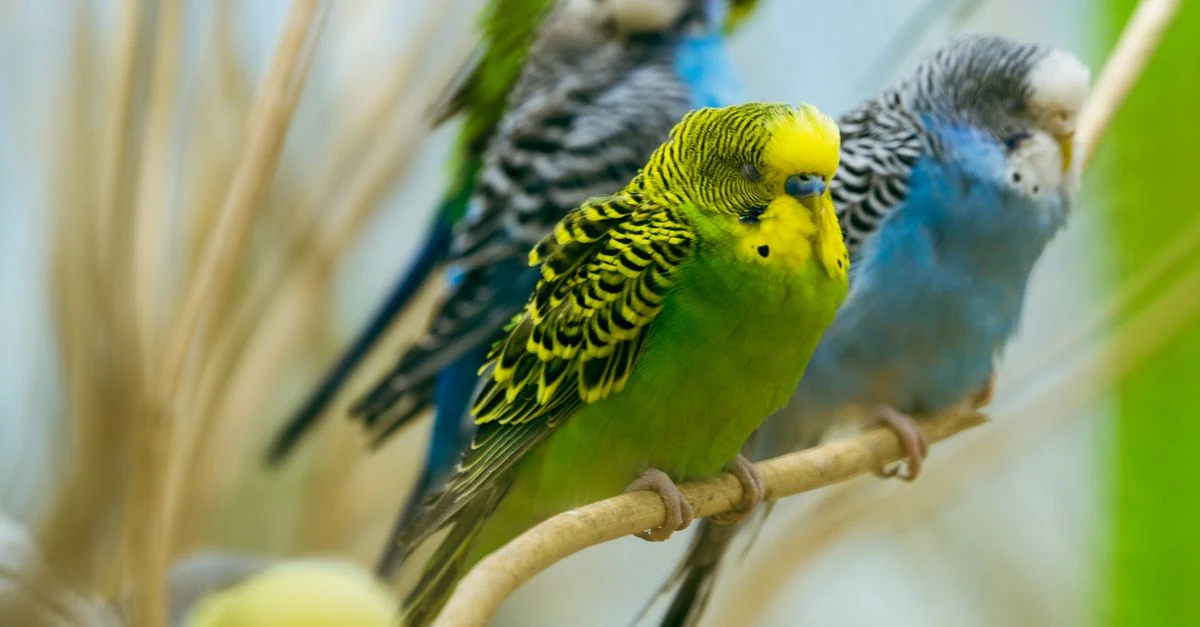 静かな別室の専用ケージで落ち着いて過ごす新しく迎えたインコ