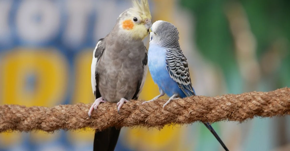 インコの呼吸と胸の動きを離れて観察し動物病院へ連絡する飼い主