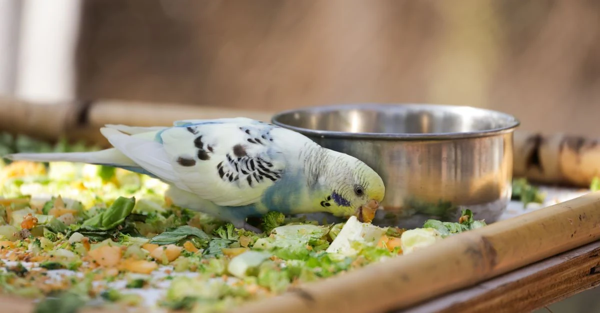自然光のそばでセキセイインコの羽と健康記録を確認する飼い主