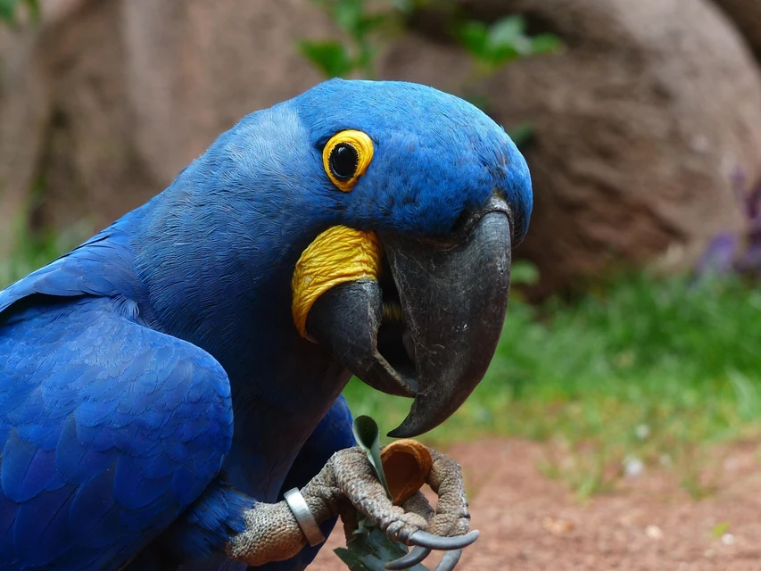 鳥を診られる動物病院で皮膚を診察されるセキセイインコ