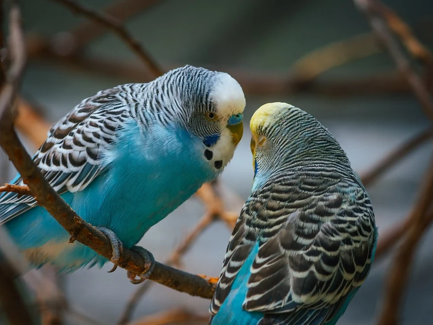 インコの呼吸と鼻の状態を離れて観察し動物病院へ相談する飼い主