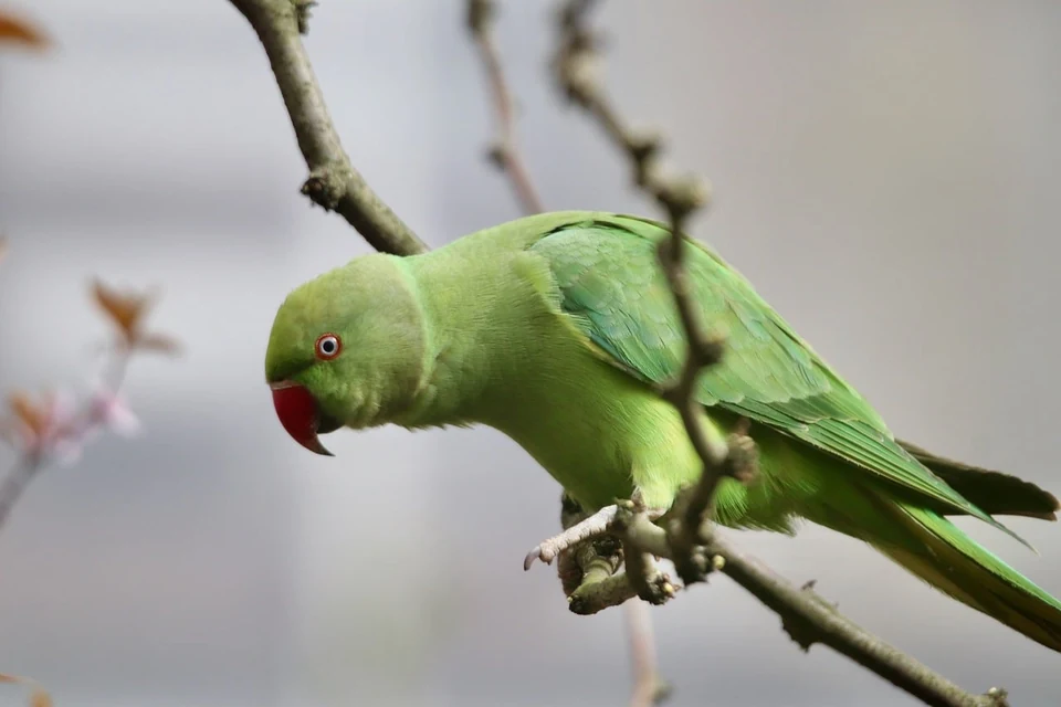 羽毛を分けて皮膚の状態を確認されるセキセイインコ