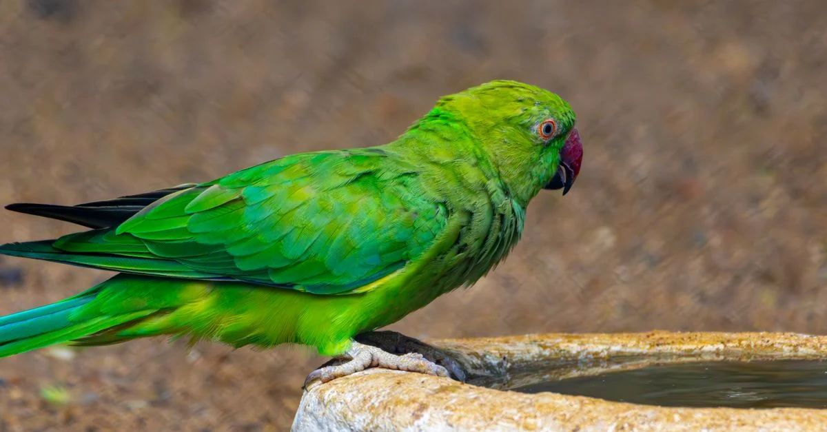 暑さで翼を浮かせるインコを涼しい部屋へ移して見守る様子