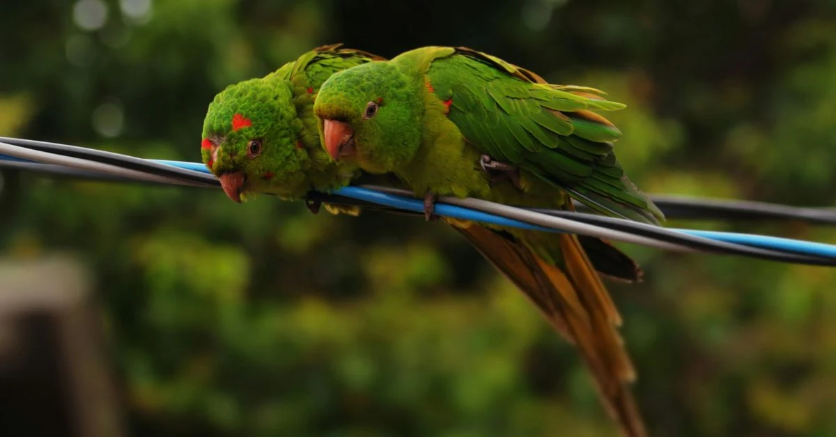 止まり木のインコを離れて観察し動物病院へ電話する飼い主