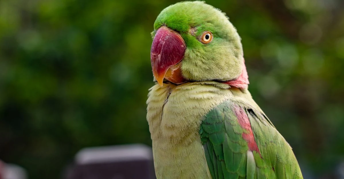 インコから離れた場所でアボカド、スプレー、フライパン、金属製の鈴を点検する様子