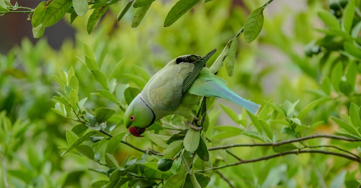 室内の観葉植物から距離を取って止まるインコ