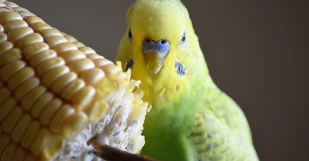 朝食前にキッチンスケールで体重を測るインコと計量した餌