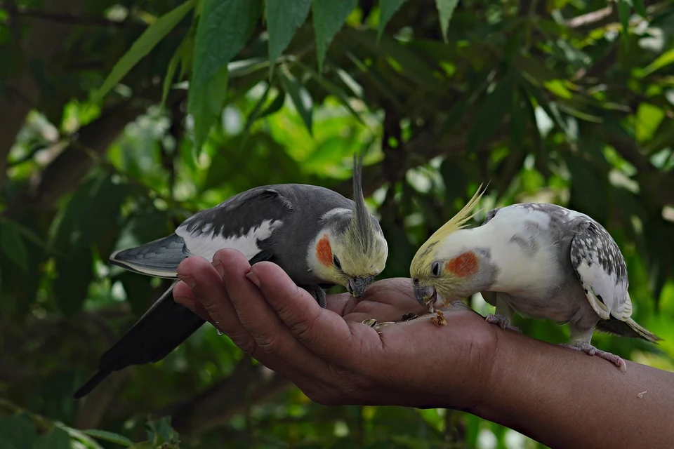 鳥を診られる動物病院で羽やくちばし周辺のダニ症状を確認するセキセイインコ
