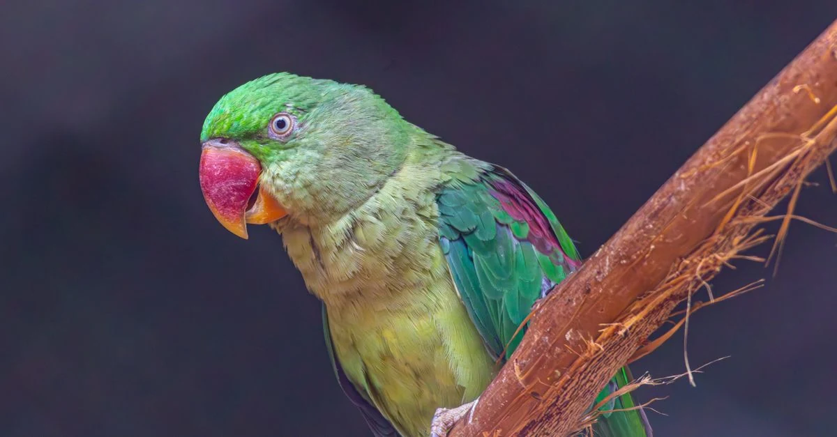 足の異変を動物病院で診察されるインコ