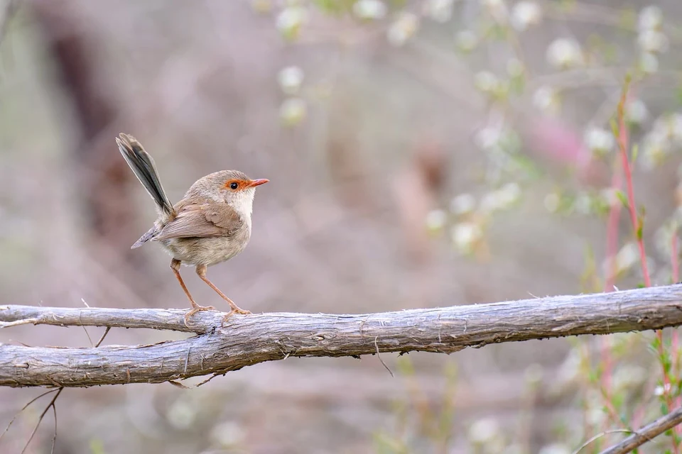 低い止まり木にいる高齢のインコの足と動きを観察する飼い主
