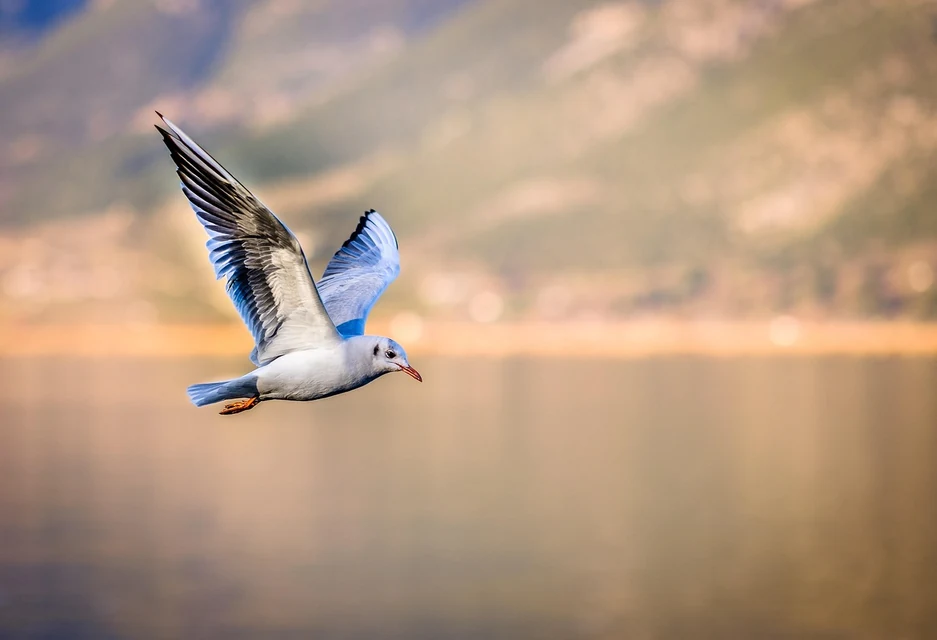 鳥の血液寄生虫が疑われる小鳥を動物病院で診察する様子
