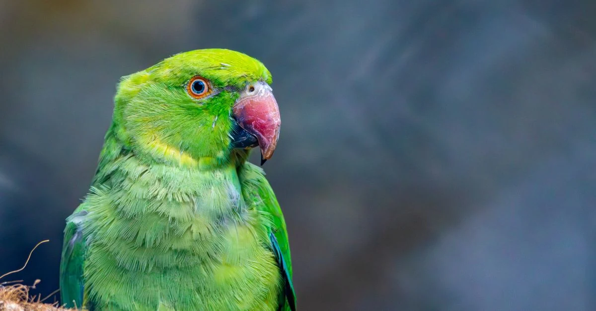 インコの胸元の羽と皮膚を離れて観察する飼い主