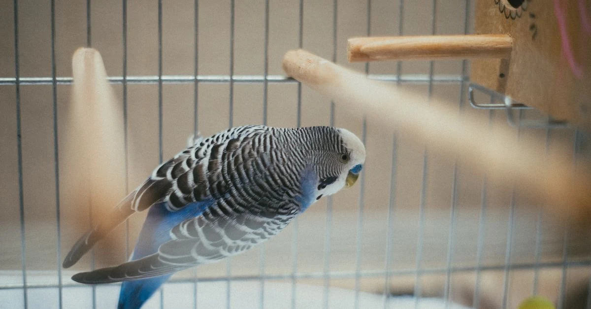 白い敷紙の上でセキセイインコの排泄物と健康状態を観察する様子