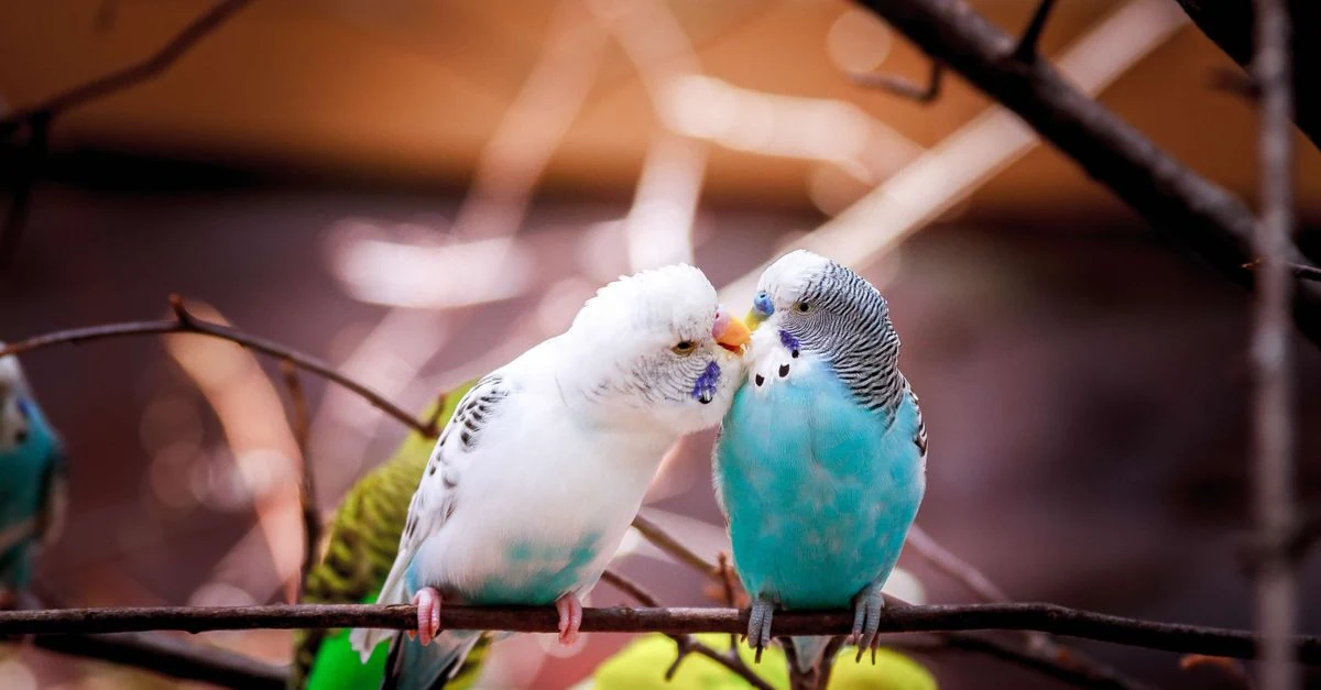 オカメインコの体調変化を観察して鳥を診られる動物病院へ相談する飼い主