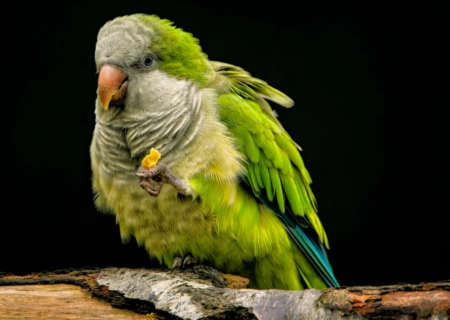 自然光のそばでインコの鼻と羽を静かに観察する飼い主