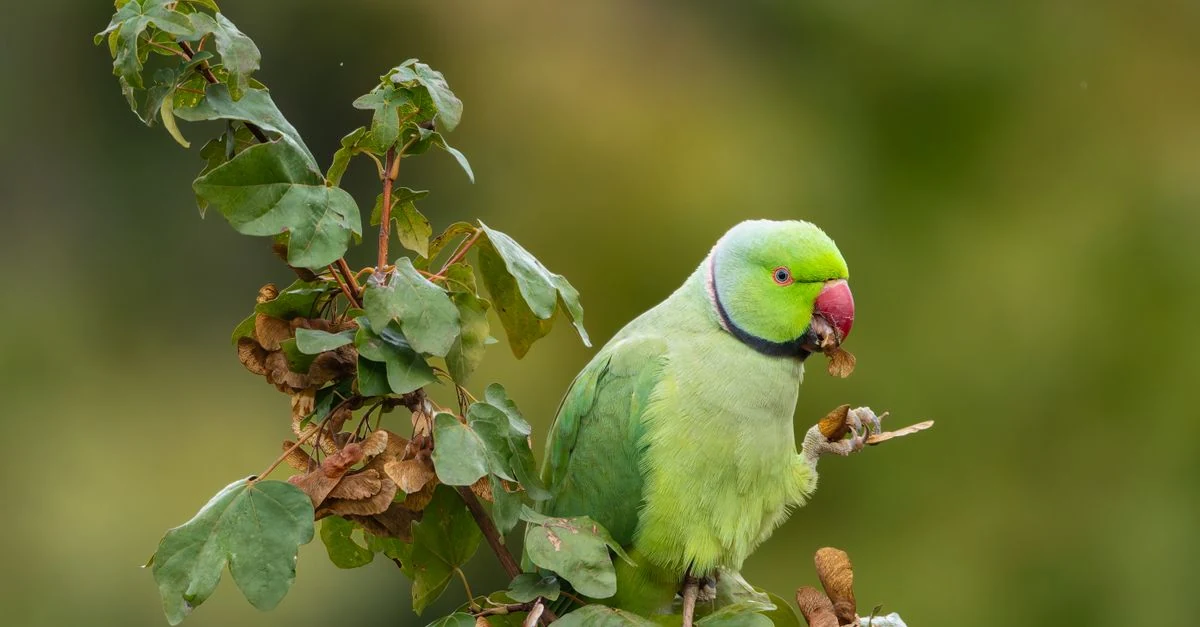 飼い鳥に専用の餌皿からミルワームを安全に与える準備