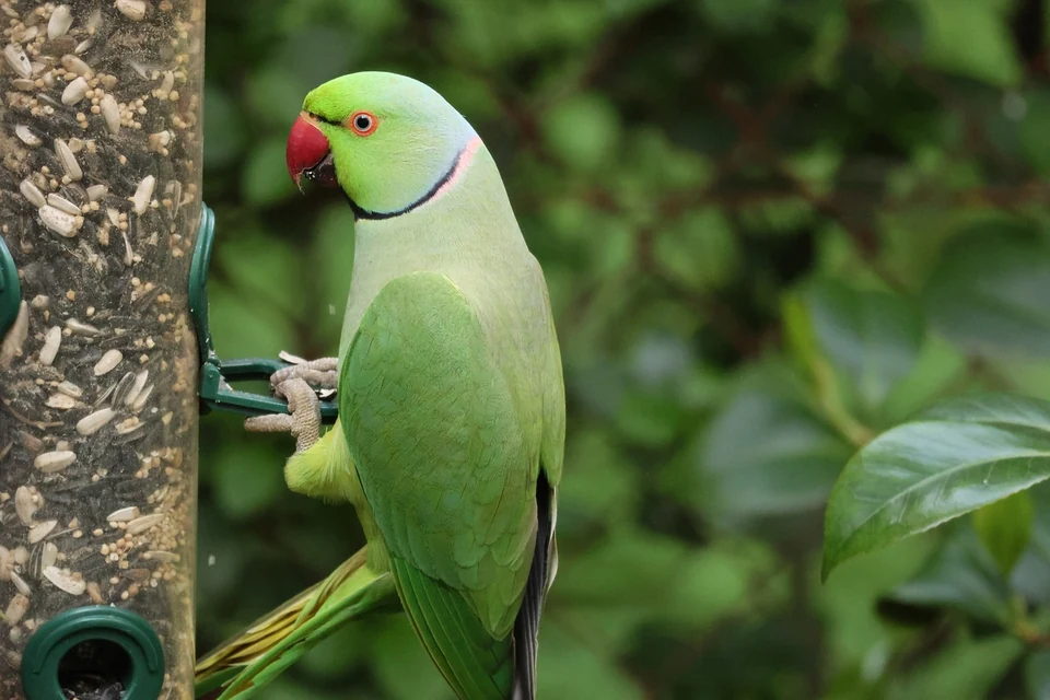 小皿に入れた少量のミルワームを確認するセキセイインコ