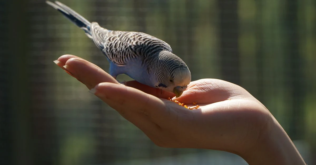 浅い餌皿から自分で食べる練習をするインコの雛