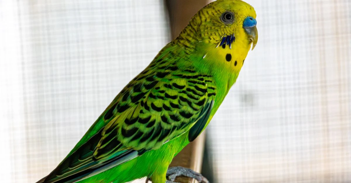 小型のインコを鳥用キャリーに入れて動物病院へ運ぶ準備