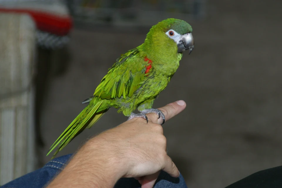 飼い主の声に注意を向けるオウムのおしゃべり練習