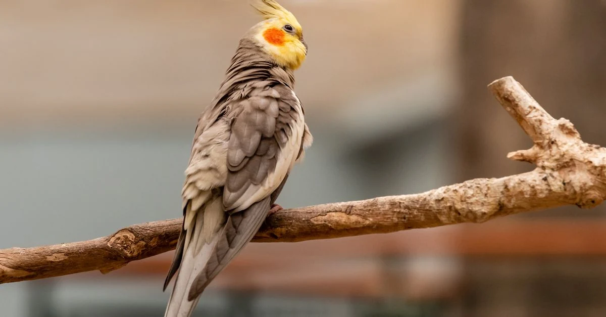 飼い主の呼びかけに顔を向けるオカメインコ