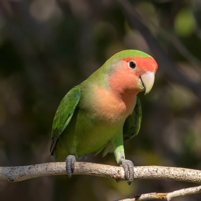 飼い主が手に持つ天然木の止まり木へ自分から乗るコザクラインコ